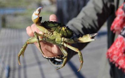 Crabe