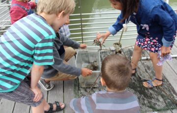 courses-crabes-ponton-ostreales-enfants©Cité de l’Huître (2)