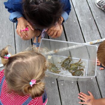 Observation de crabes par les enfants