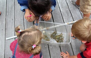Observation de crabes par les enfants